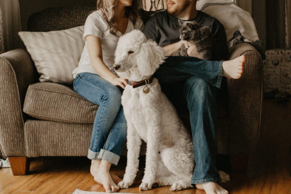 Couple sitting on couch with pets representing a separation agreement