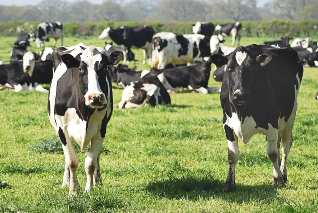Cows in a field representing estate litigation