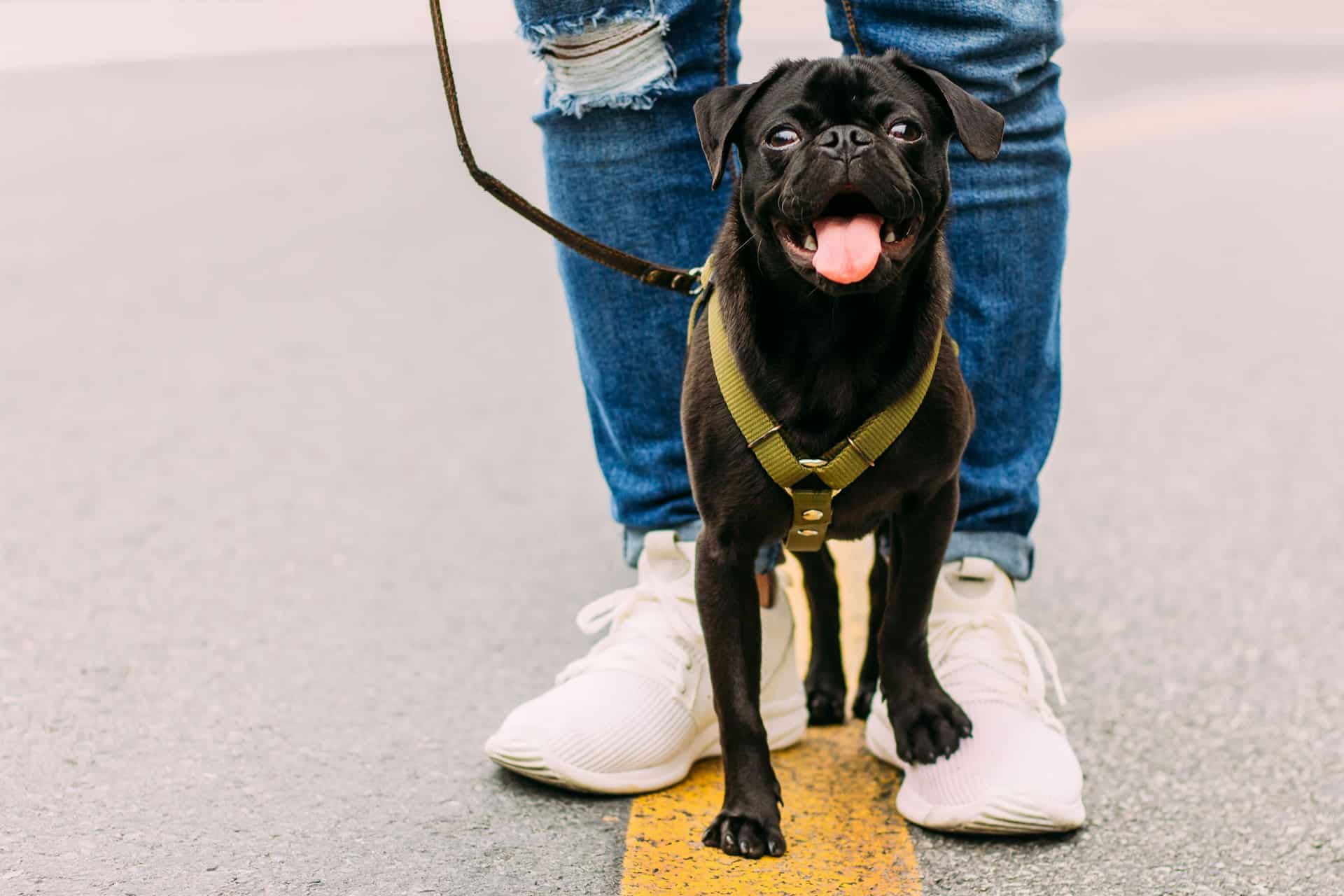 black pug on a leash
