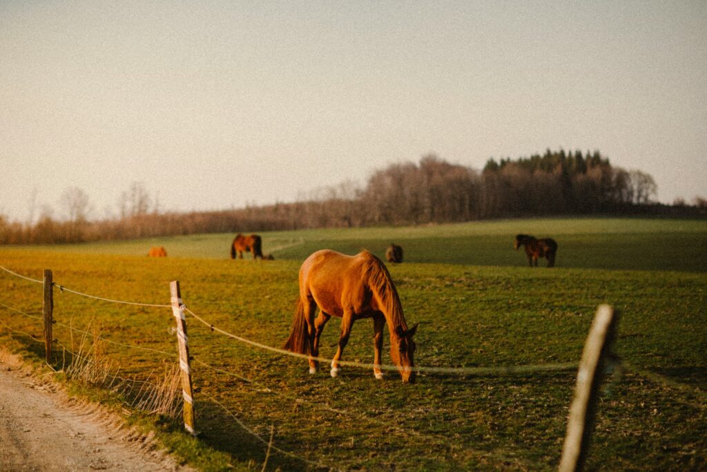 brown horses eating grass