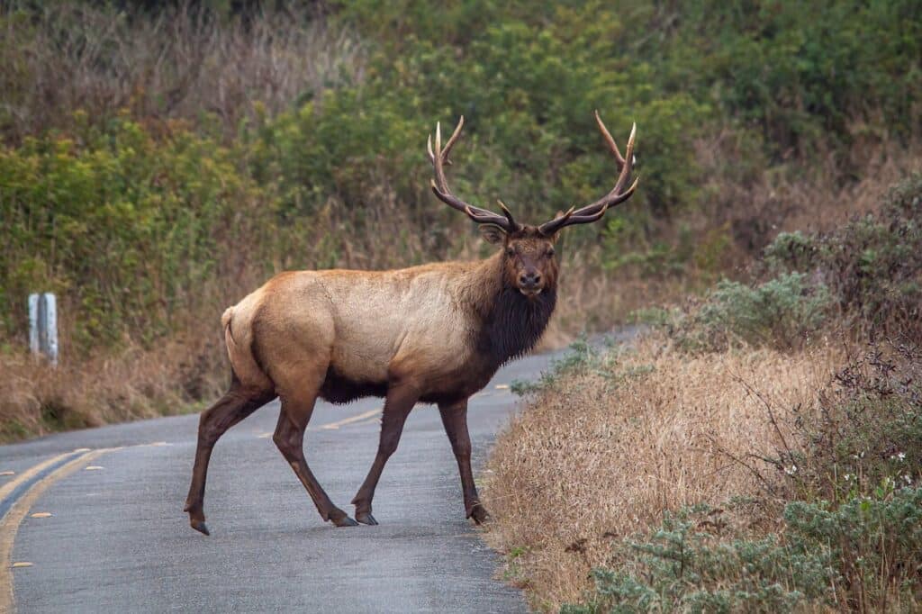 a male deer on road