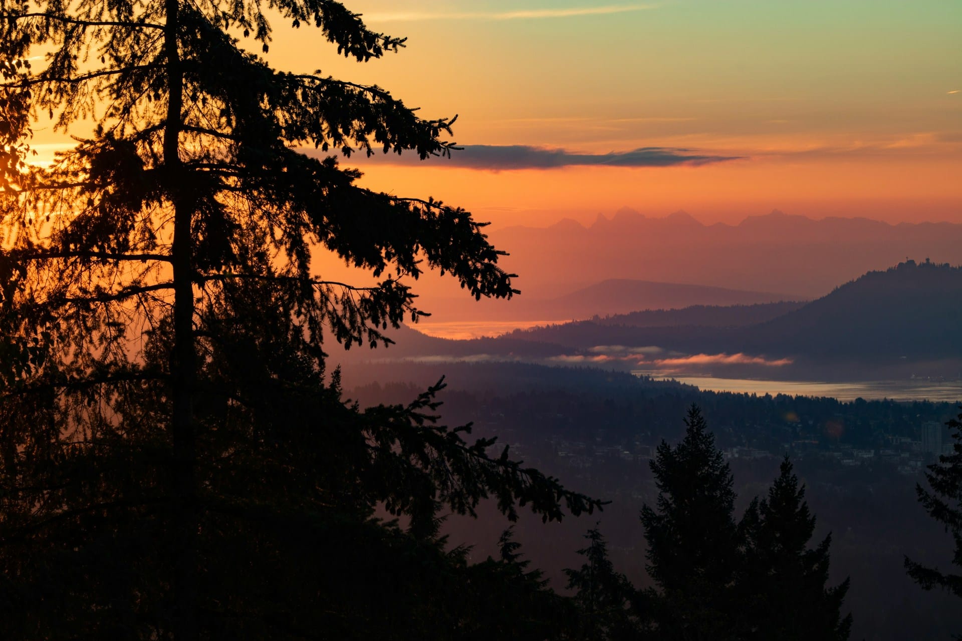 sunset over bc with a tree prominent in photo