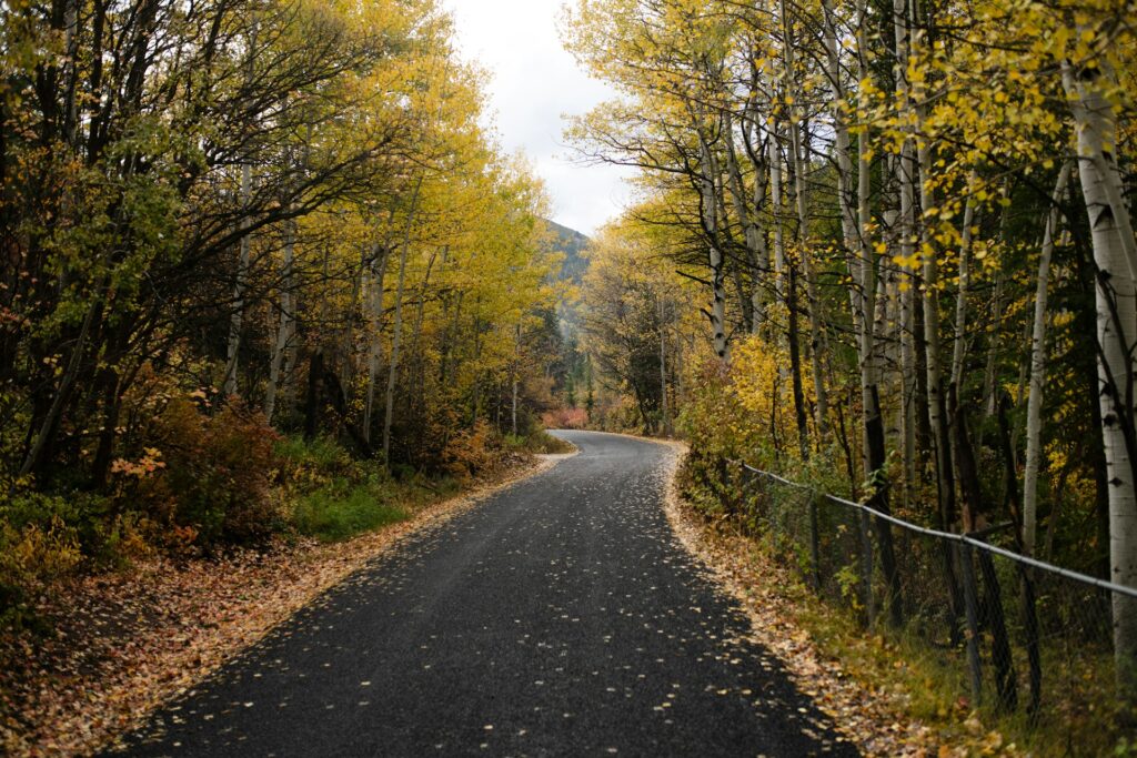 A narrow, black road winding through an autumn forest, representing fire lanes and access roads.