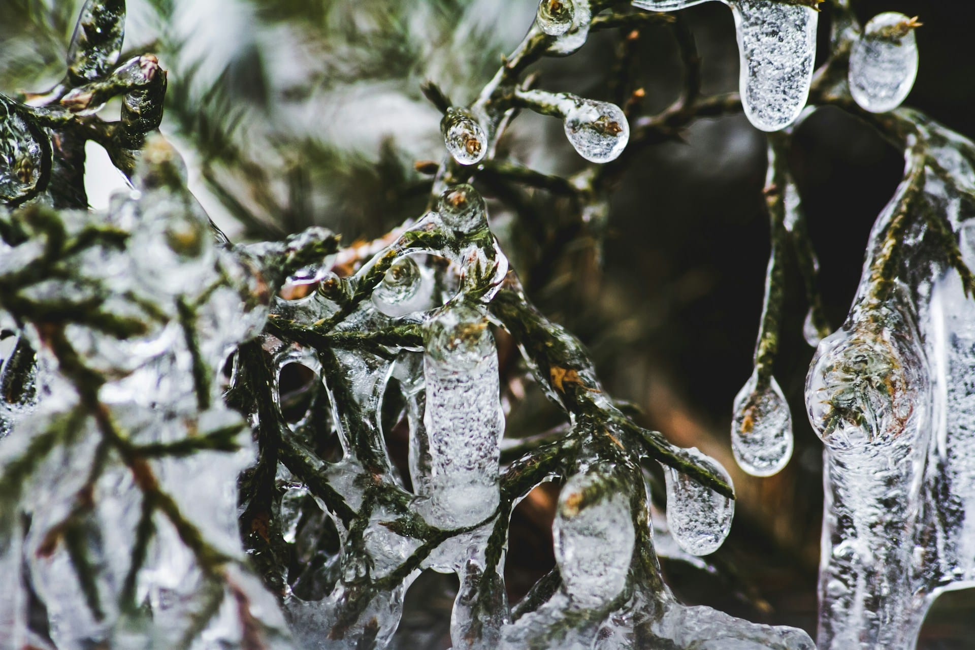 A green tree with frozen water droplets covering its branches symbolizing freezing assets in power of attorney disputes in British Columbia.