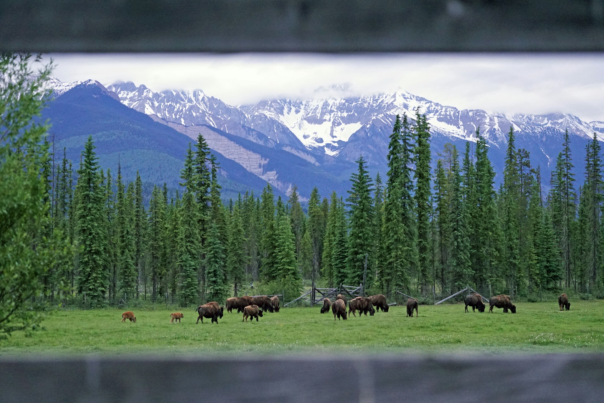 Bison grazing on a rural family farm in B.C., representing complex family property divisions involving wealth and gifted property