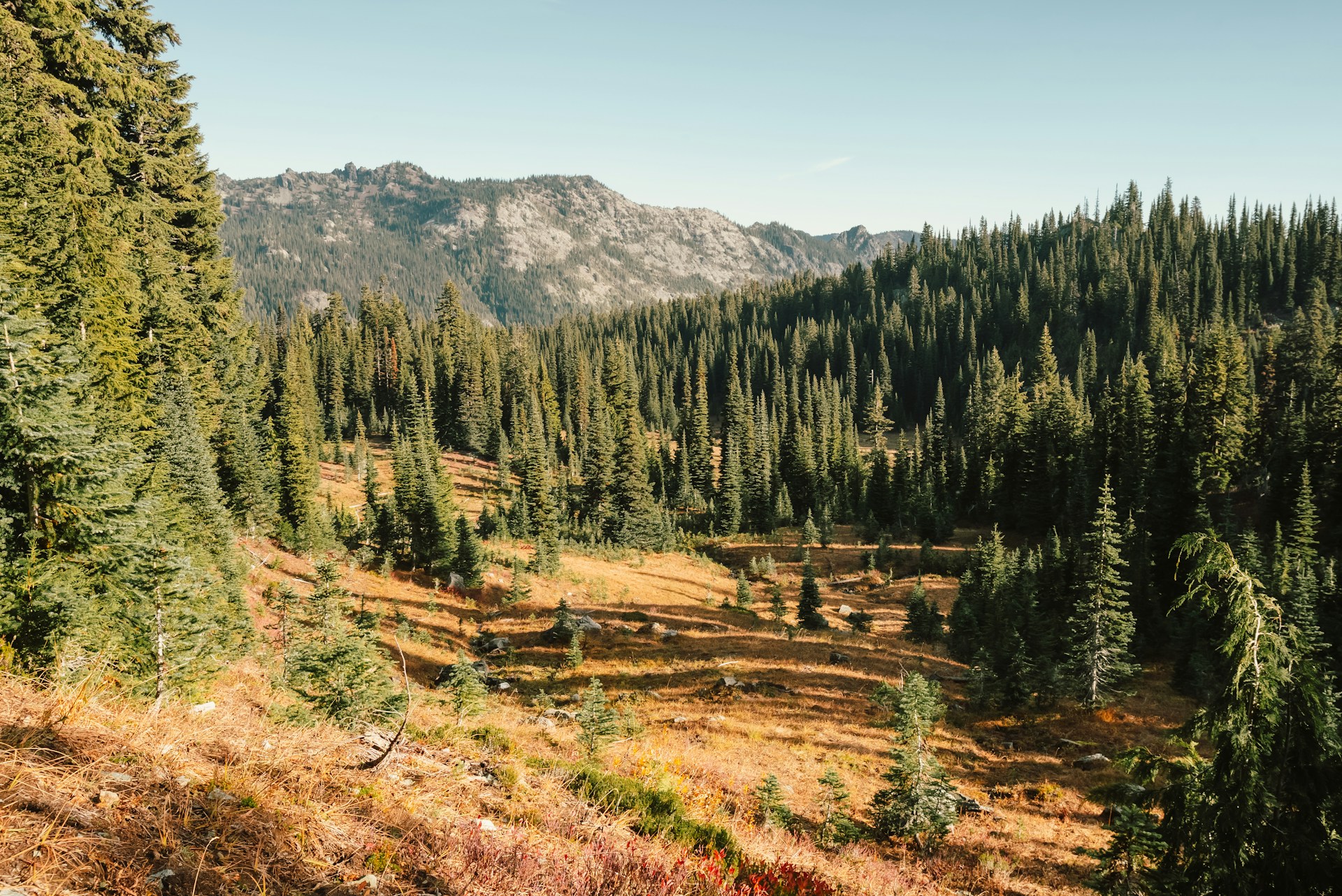 A firtree dotted field surrounded by forest with mountains in the background, representing failed real estate transactions in BC.