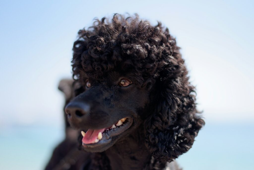 A black curly-haired standard poodle, representing a dog trust and conditional gifts in a will, in BC estate disputes