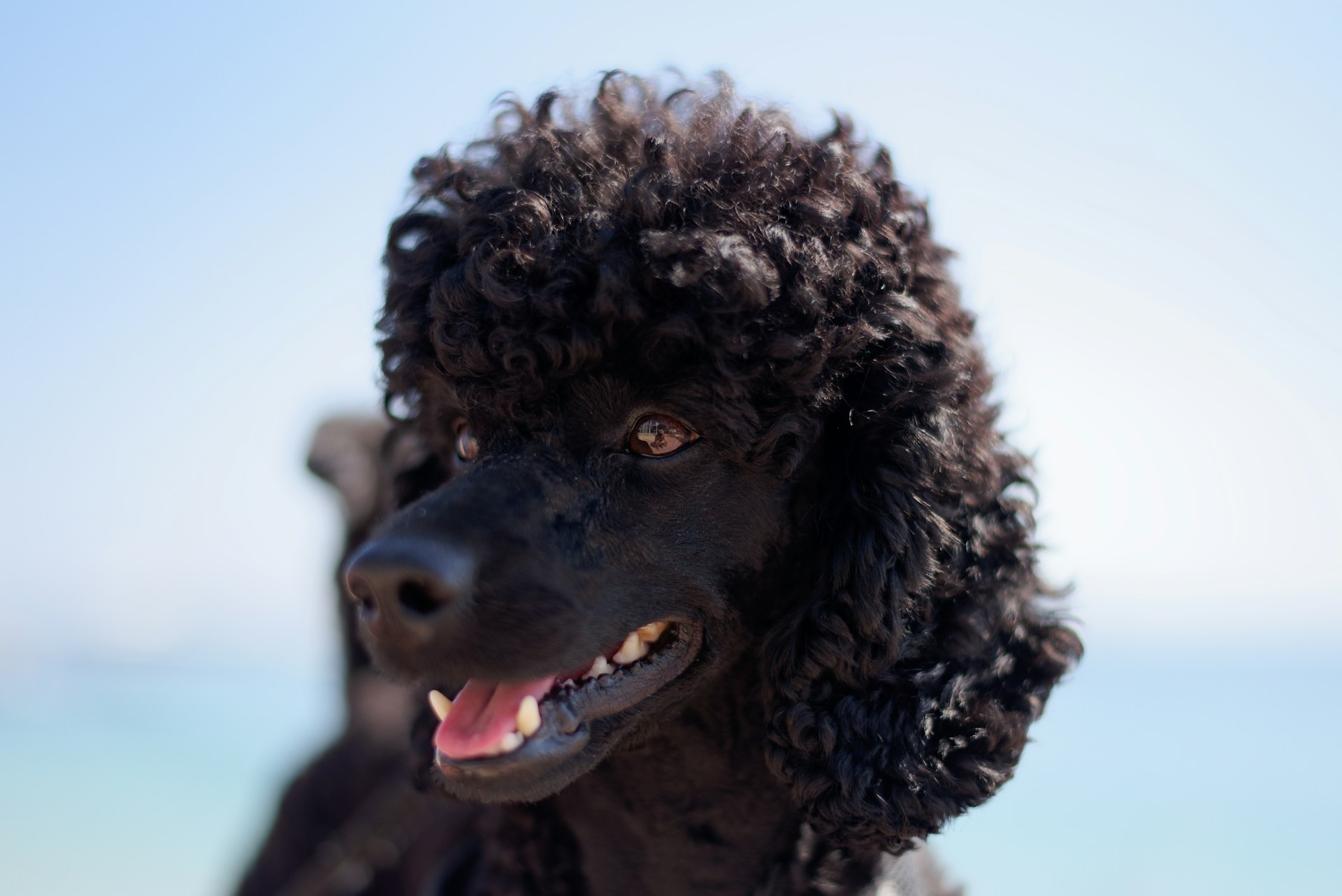 A black curly-haired standard poodle, representing a dog trust and conditional gifts in a will, in BC estate disputes