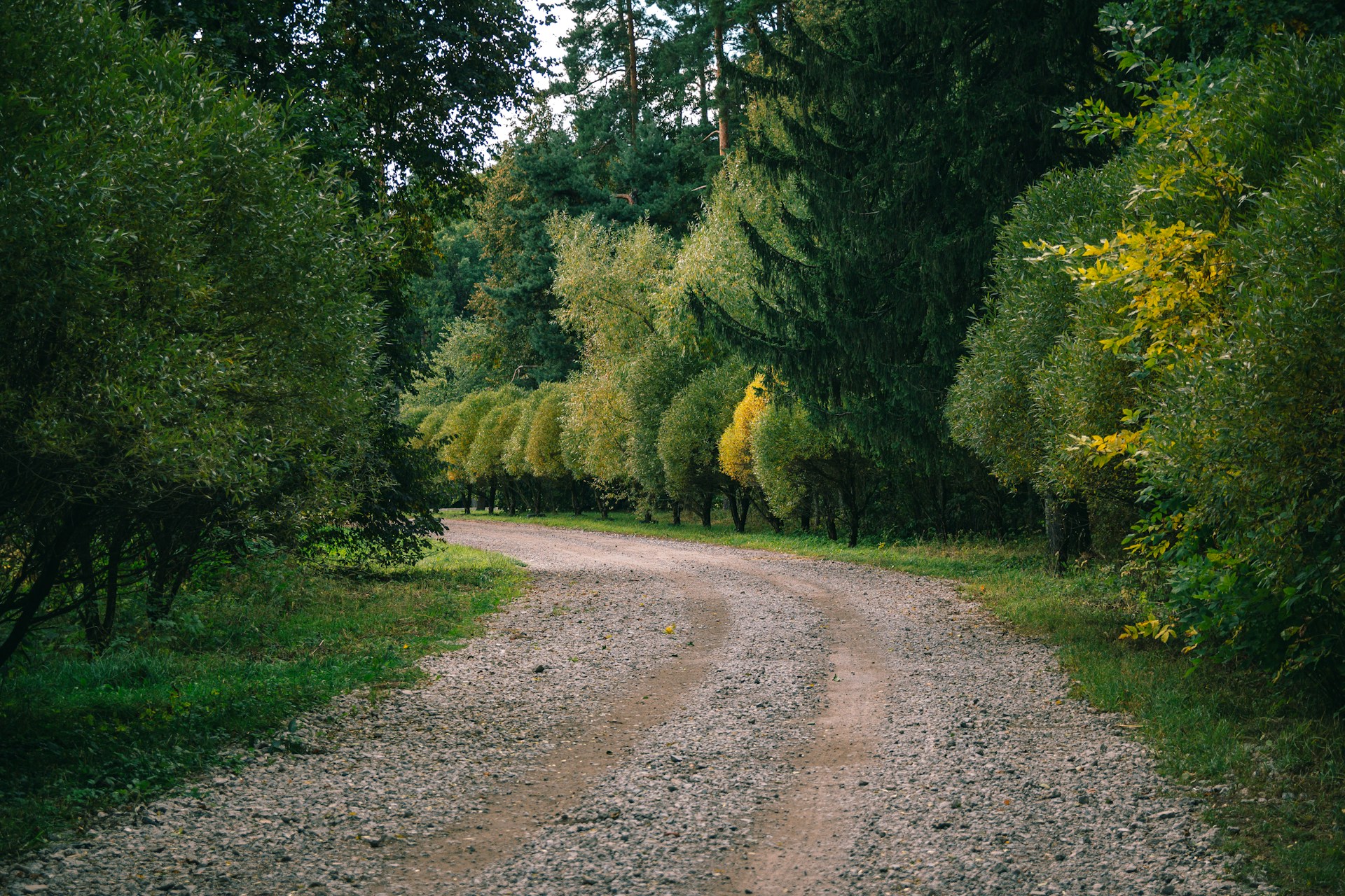 A narrow dirt easement curving between thick, green forest on both sides, representing easement disputes in BC.