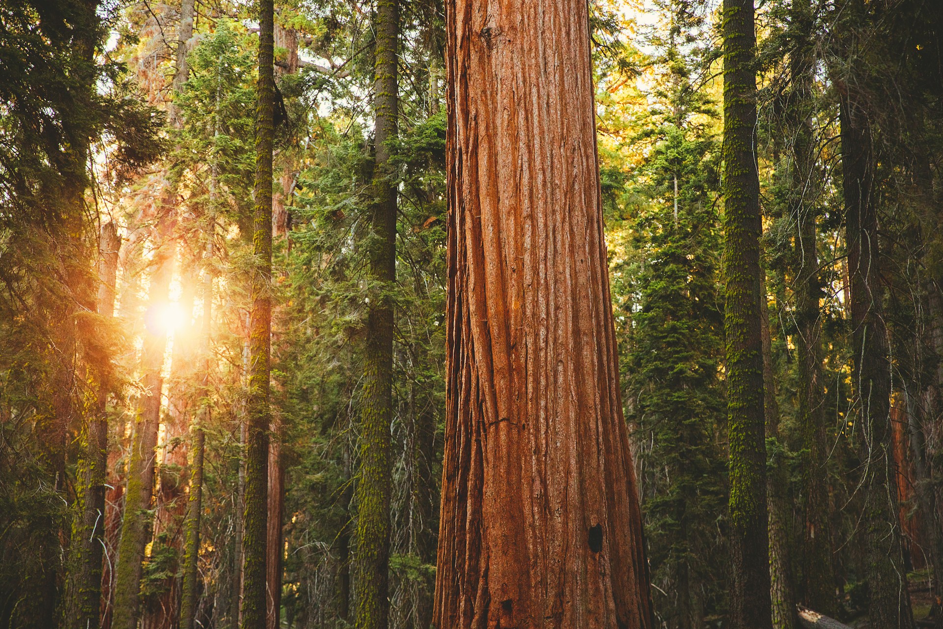 The sun is shining through the trees in a forest, representing mature trees in British Columbia.